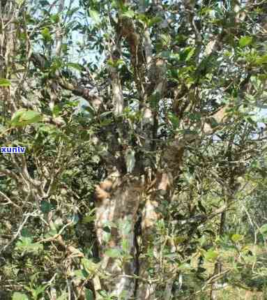 昔归300年古树茶多少钱一斤，探究昔归300年古树茶的价格：一斤要多少钱？