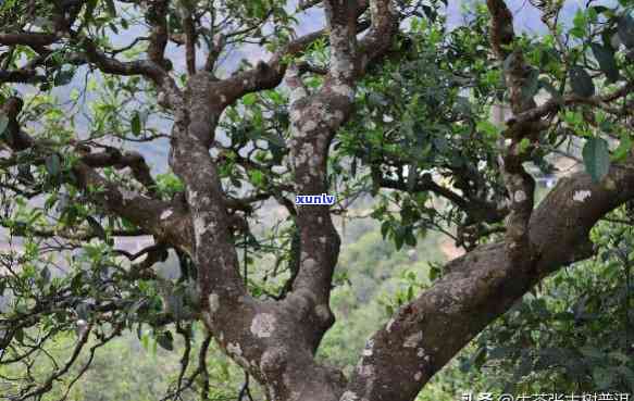 高山古树茶的口感和特点，探秘高山古树茶：独特的口感与特点解析