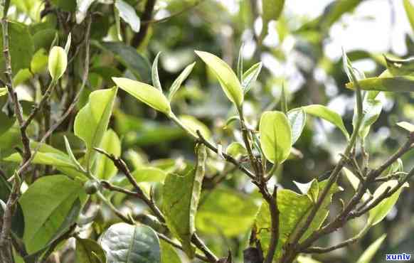 高山古树茶的口感和特点，探秘高山古树茶：独特的口感与特点解析