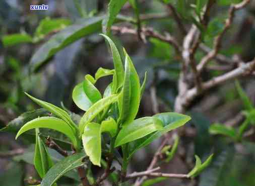 邦崴古树茶：口感特点与产区解析