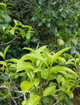 雨林古树茶古树银花-雨林古树茶古树银花白茶级别