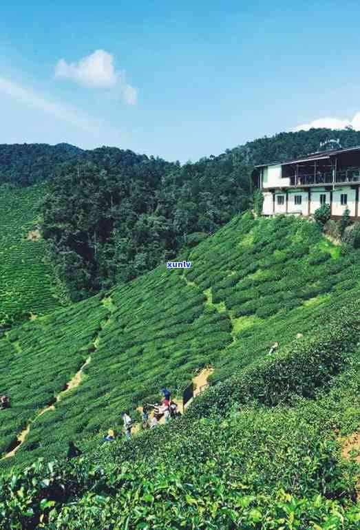 绿油油的茶叶遍布山野：描绘生机勃勃的茶园与茶树景象