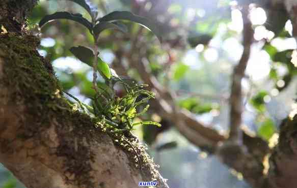 雨林古树茶迭出，探寻神秘的雨林古树茶：迭起的故事与独特的风味