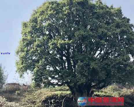 锦绣古树茶树龄如何-锦绣古树茶树龄如何计算