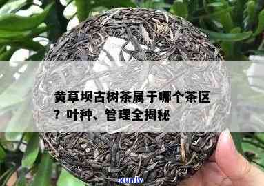 黄草坝古树茶属于哪个茶区，探寻美味：黄草坝古树茶的产地与茶区解析