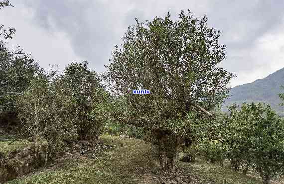 黄草坝古树茶属于哪个茶区，探寻美味：黄草坝古树茶的产地与茶区解析