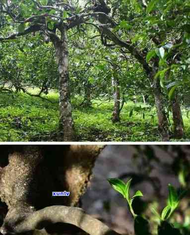 临沧片区古树茶：品种、价格全解析