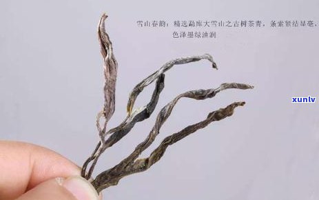 临沧古树茶王无公害-临沧古树茶王无公害