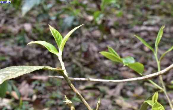 古树茶都是假的，揭露真相：古树茶并不都是真的！