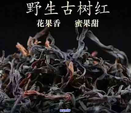 原始雨林古树茶普洱价格是多少？红茶又如何？