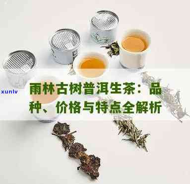 云南雨林古树茶：简介与价格全览