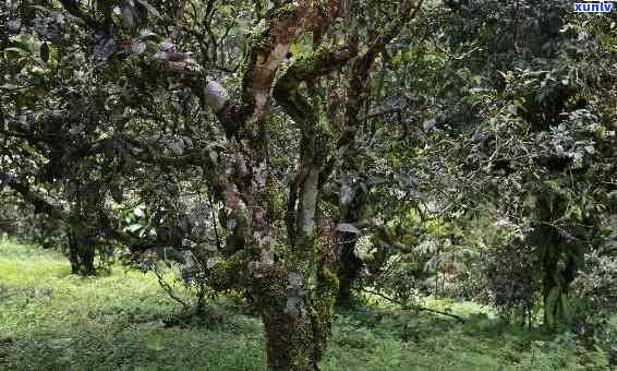 百花潭古树茶属于哪个村寨，揭秘百花潭古树茶产地：属于哪个村寨？