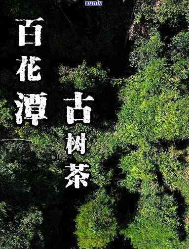 百花潭古树茶属于哪个村寨，揭秘百花潭古树茶产地：属于哪个村寨？