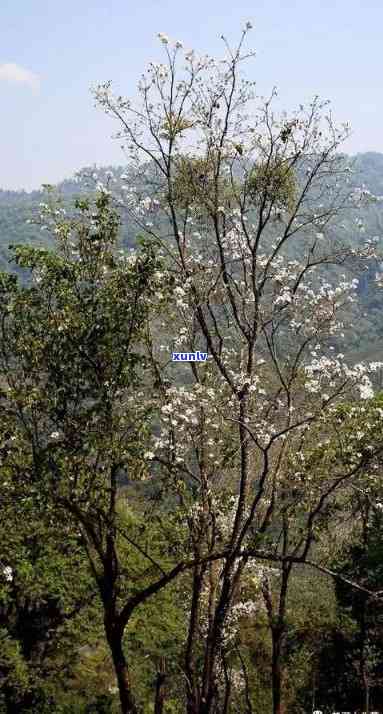 百花潭古树茶属于哪个村寨，揭秘百花潭古树茶产地：属于哪个村寨？