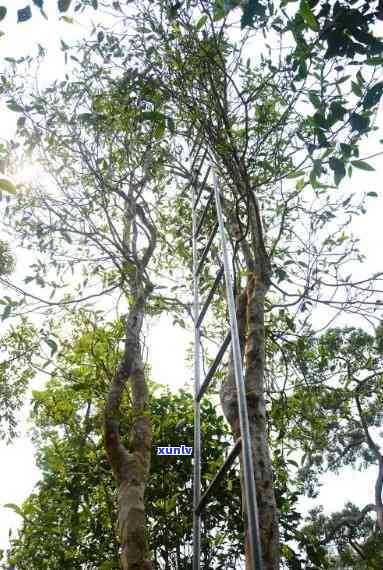 百花潭古树茶属于哪个村寨，揭秘百花潭古树茶产地：属于哪个村寨？