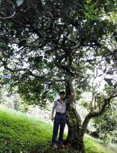 保塘老寨是哪个茶区，探寻茶叶文化：保塘老寨，你不可错过的茶区