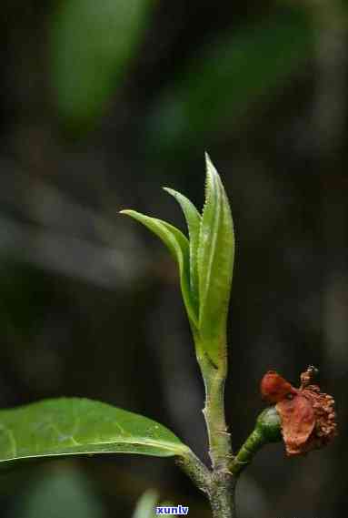 探究香竹林古树茶的口感：香气浓，滋味醇厚，回持久，是怎样的体验？