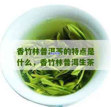 深入解析：香竹林古树茶的独特口感特点