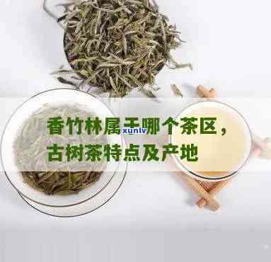 香竹林是什么茶？探究其起源与特点