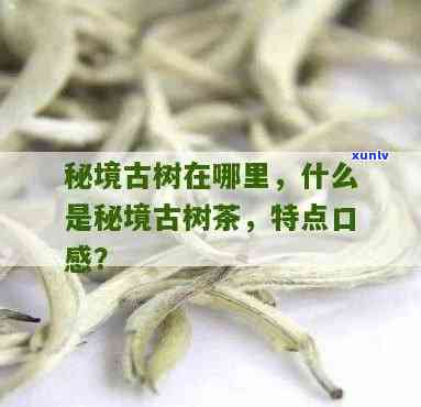 秘境古树茶特点口感-秘境古树茶特点口感介绍