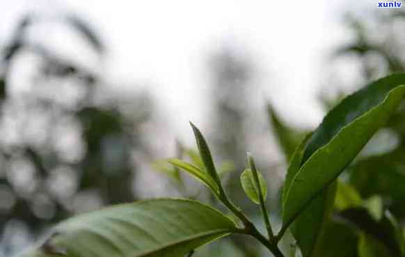 岔箐古树茶特点解析：了解这款独特茶叶的特性与魅力