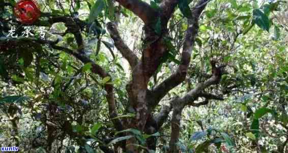 漭水古树茶口感-漭水古树茶特点