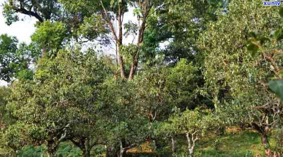 漭水古树茶口感-漭水古树茶特点