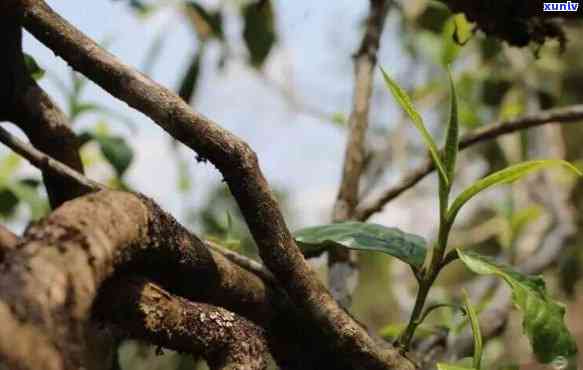 普洱熟茶的味道特点和口感：全面品鉴及其独特魅力