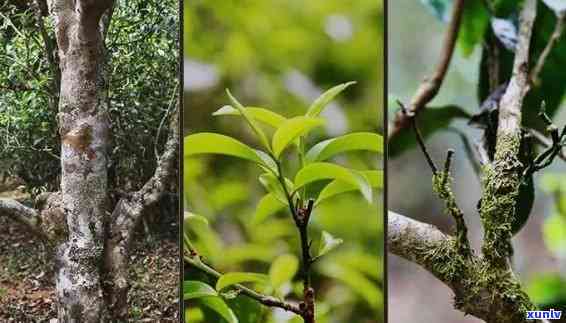 坝糯藤条古树茶口感-坝糯藤条古树茶口感特点