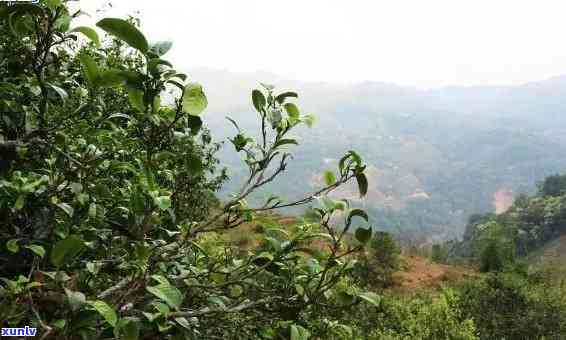 深度解析：景东古树茶的独特口感特点