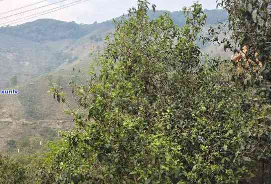 竹子古树茶口感特点生态环境海拔土，探秘竹子：解读古树茶的口感、生态环境与生长条件