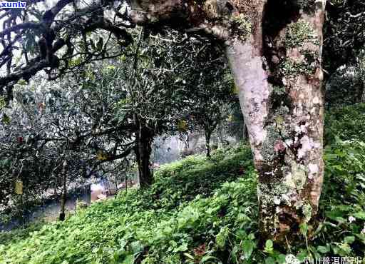 竹子古树茶口感-竹子古树茶口感特点