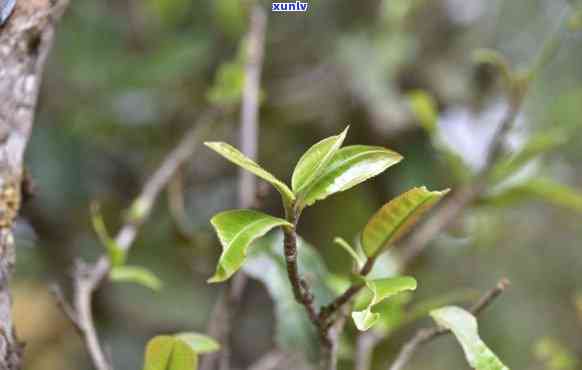 石头老寨古树茶价格，探寻古老韵味：石头老寨古树茶的市场价格解析