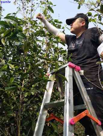 南糯古树茶口感特点，探寻南糯古树茶的独特口感特点