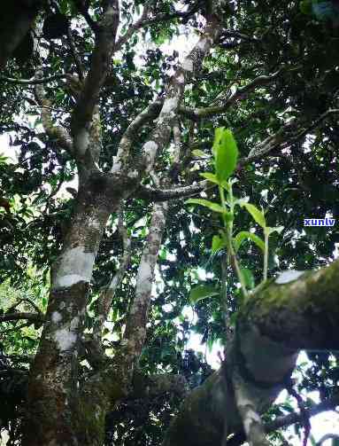 勐海木古树茶口感-勐海木茶特点