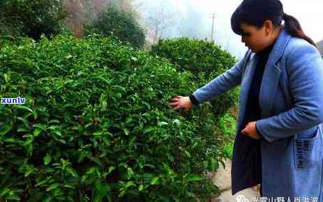 野人山古树茶的口感-野人山古树茶的口感是什么