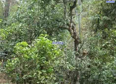 野人山古树茶的口感-野人山古树茶的口感是什么