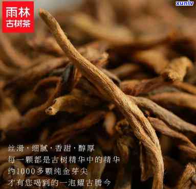 雨林古树茶耀古腾今，《雨林古树茶：照亮古今的璀璨瑰宝》