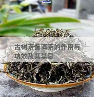 云南古树茶的作用与功效解析