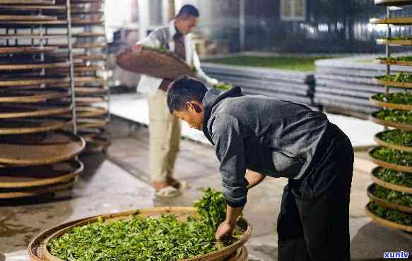 云南古树茶 ***  *** -云南古树茶 ***  *** 视频