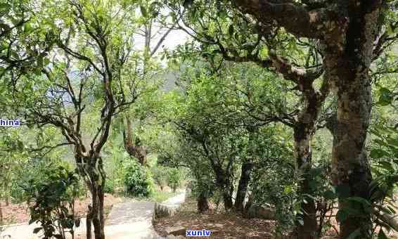 南迫古树茶有哪些特点，探秘南迫古树茶：特点解析与品鉴指南