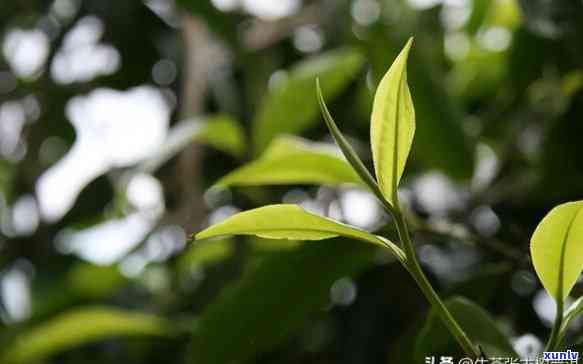 南迫古树茶有哪些特点，探秘南迫古树茶：特点解析与品鉴指南