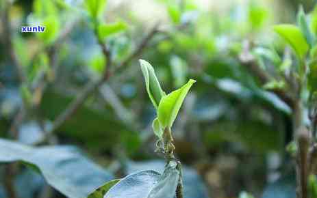 南迫古树茶口感特点-冰岛南迫古树茶口感特点