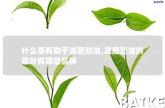 喝哪种茶叶能快速刮油脂？