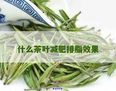 喝哪种茶叶能刮油脂-喝哪种茶叶能刮油脂呢