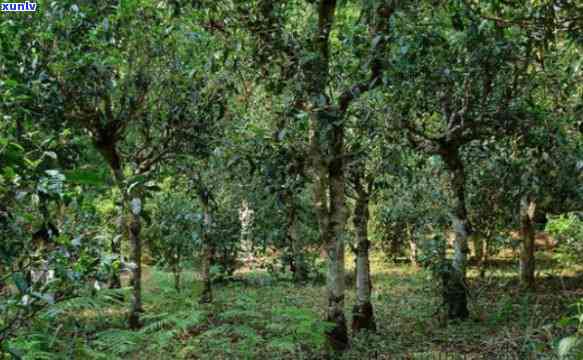 勐古树茶口感特点-勐古树茶口感特点介绍