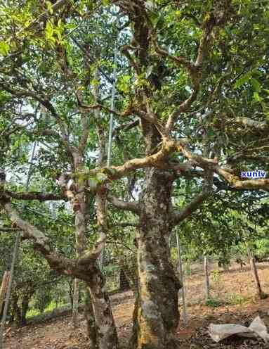 勐古树茶口感特点-勐古树茶口感特点介绍