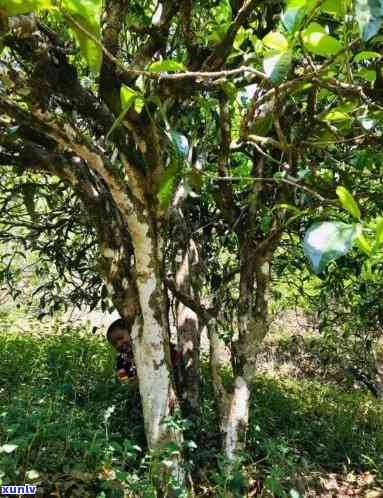 勐库小荒田古树茶口感，《探寻古韵：勐库小荒田古树茶的口感体验》