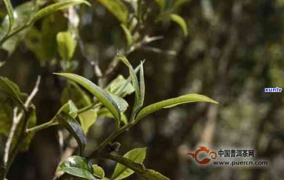 无量山古树茶的特点是什么？探究其独特的品质与风味