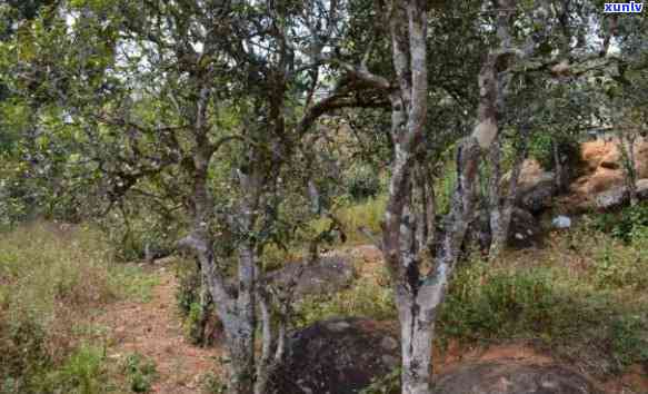 邦东曼岗古树茶特点-邦东曼岗大箐